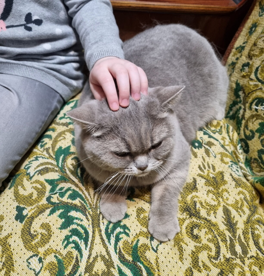 Кошка