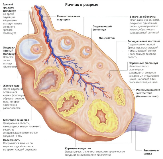 Плотная капсула у яичника.