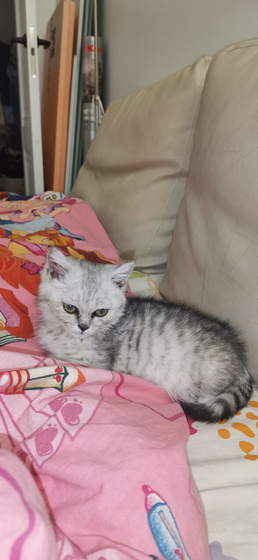 Мне не хватало котейки!!!