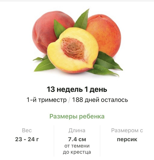 13 недель .