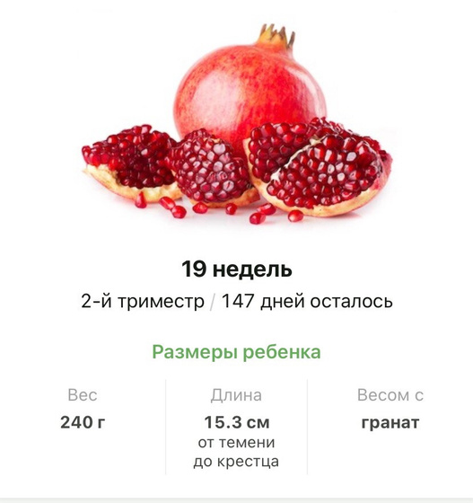 19 недель .