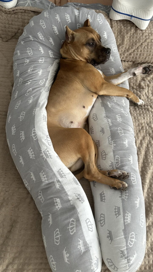 У вас также? 😀 🐶