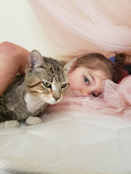 Крипторхизм или просто с одной стороны разрез? Про котика