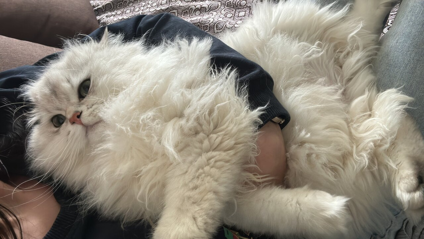У кого две кошки?