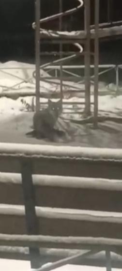 Это дичь!