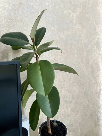 Девочки цветочницы🌿🍀🌱
