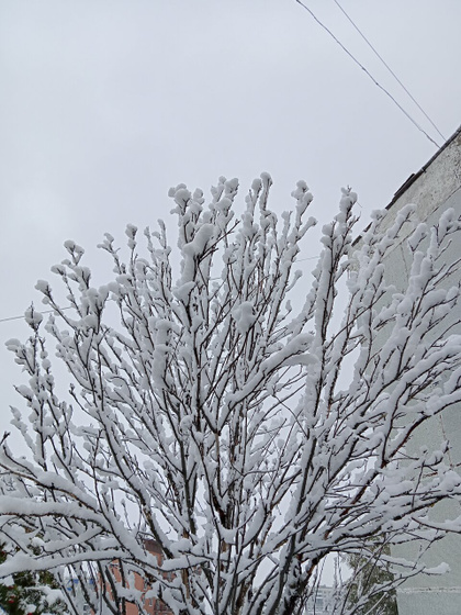 Зимняя сказка.