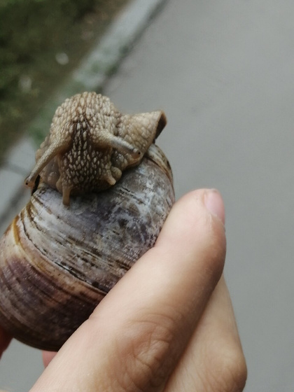 Новое улитище