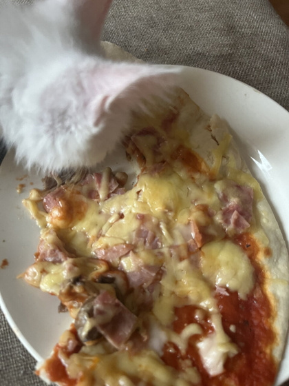 Разве можно котятам такое