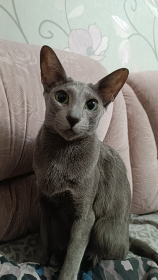Насморк у кошки