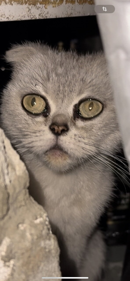 Подобрала котенка