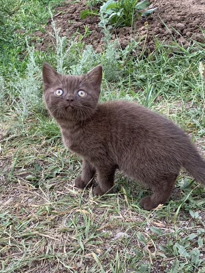 Котенок