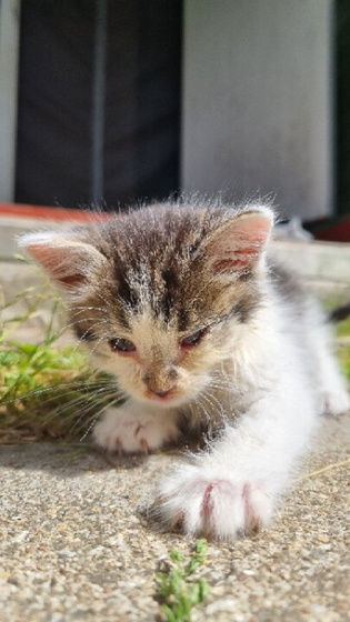Кличка для кота