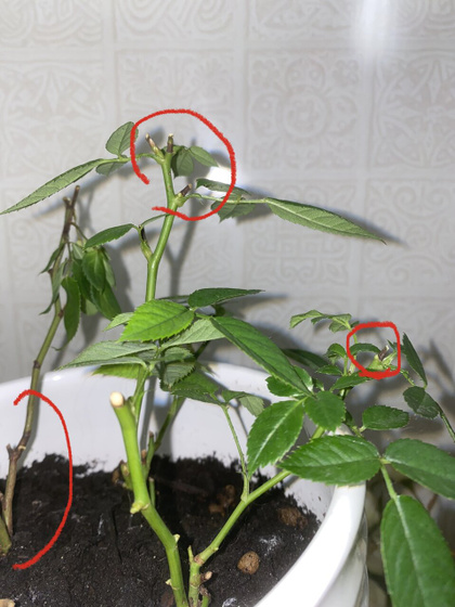 Потемнели стебли