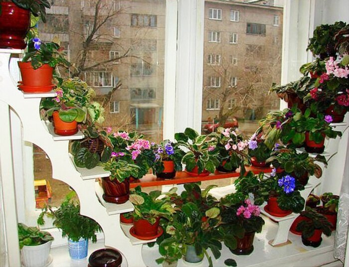 Белые фиалки сорта, какие у вас?