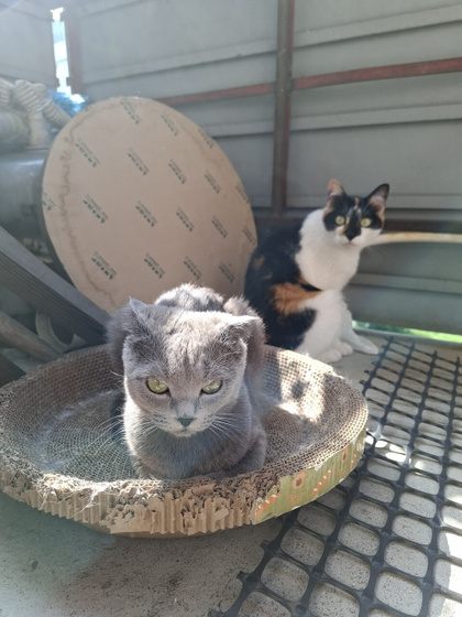 Котосемья