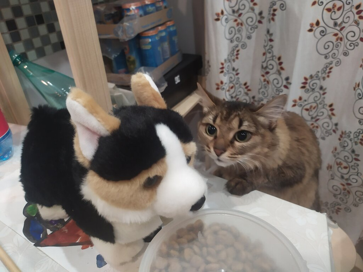 Психология кошек
