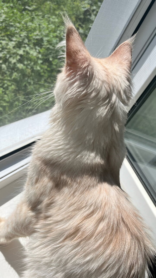 Кот Мейн Кун