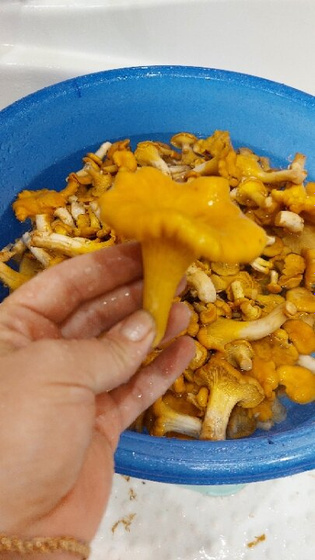 Лисички.