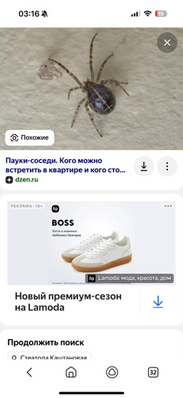 Похожи эти пауки как