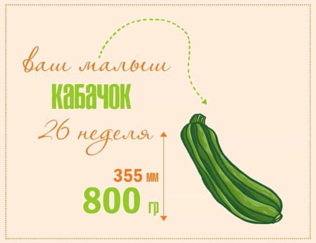 2️⃣6️⃣ недель ?.