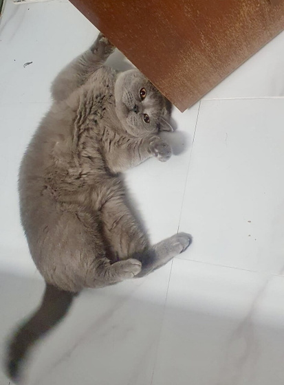 Кот довел до истерики