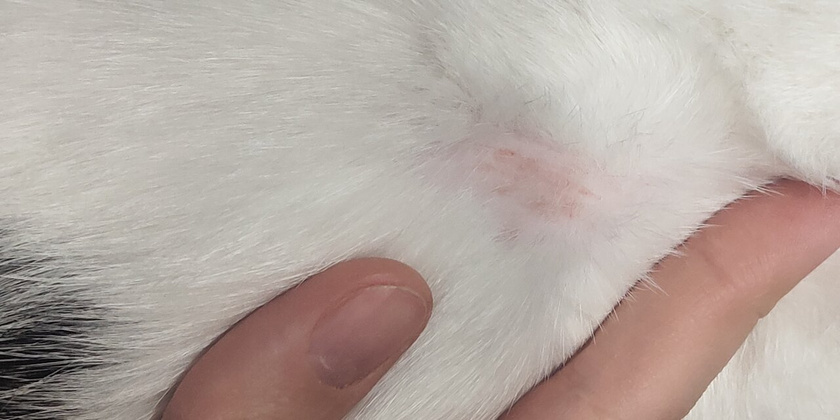 Котознающие, это лишай???