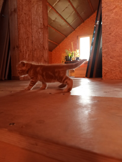 Вопрос про котенка.