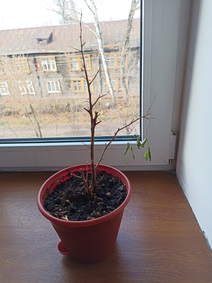 Фикус