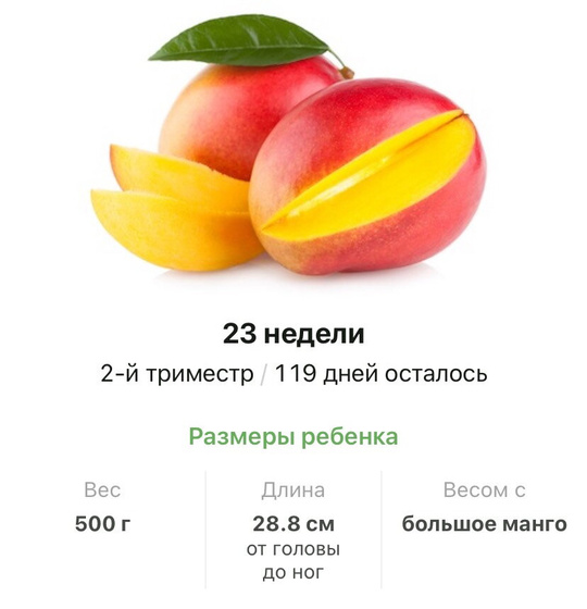 23 неделя .