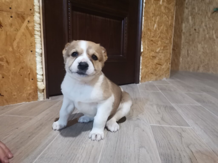 Новый член семьи?