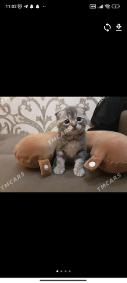 Девочки какой лучше?)))
