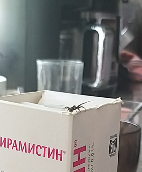 Павуки и прочая живность
