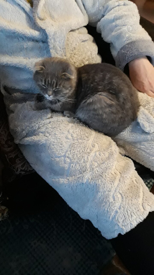 Породистая кошка?