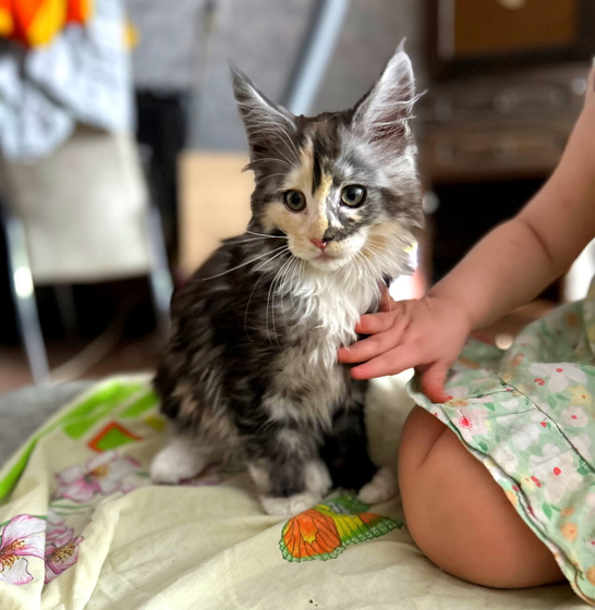 Имя кошке