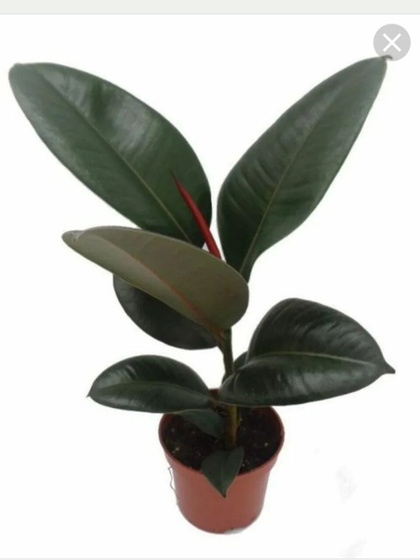 Фикус elastica robusta