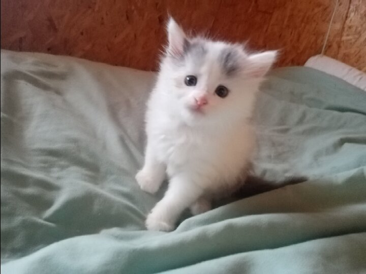 Блин че то котят