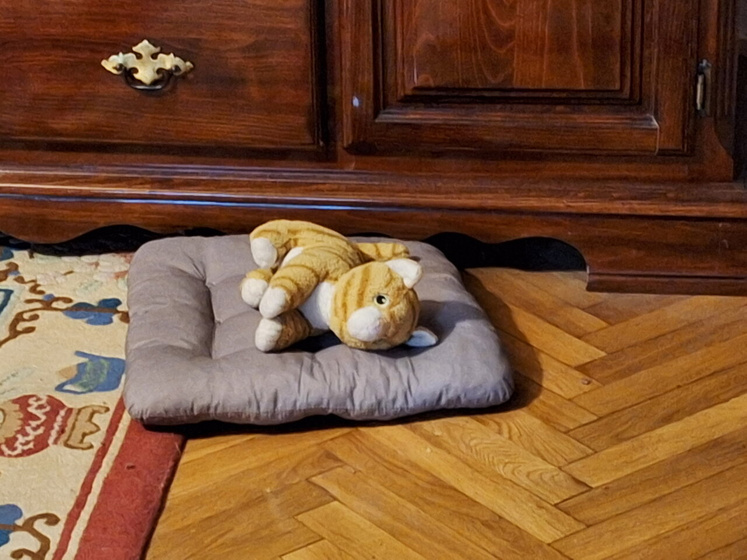 Меня завел кот.