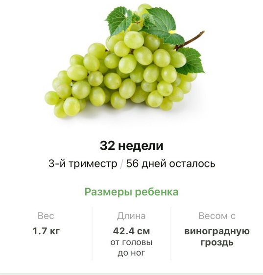 32 недели .