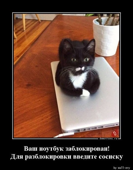 Кото-пятница))) Много мими-фото котиков