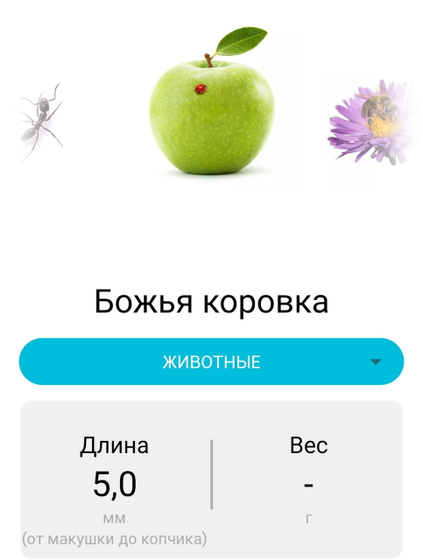 6 недель