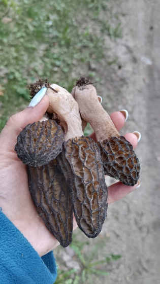 Грибы и лес
