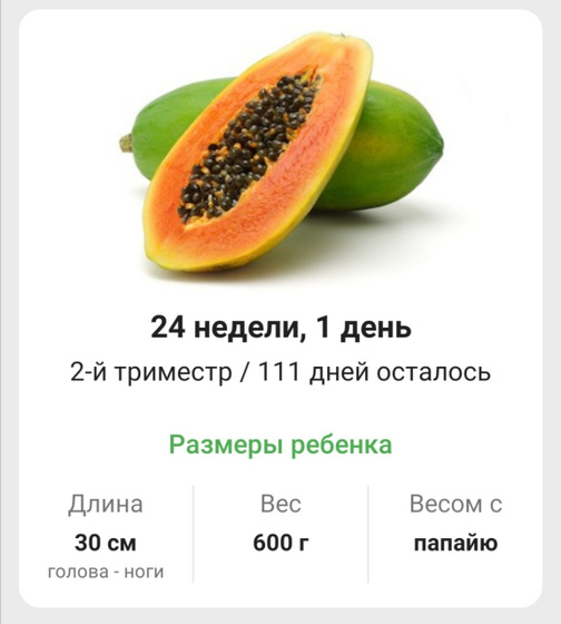 24 недели - 6 месяцев