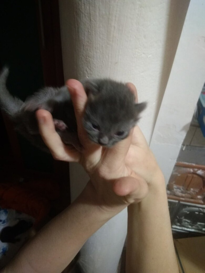 Помогите с котятами