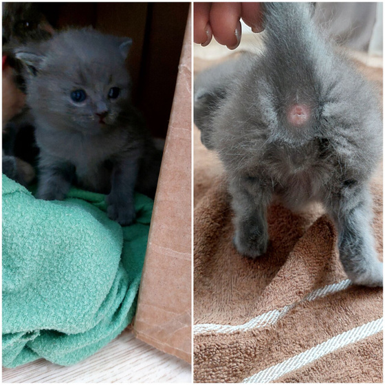 Кошатники,проверим пол котят?
