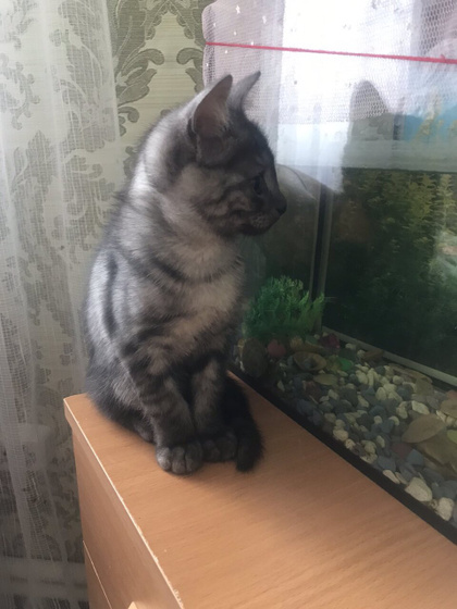 Метис шотландской(тоже не чистой) и дворового кота