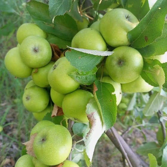 Дары природы