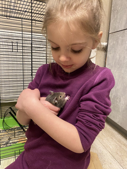 Хомяк 🐹
