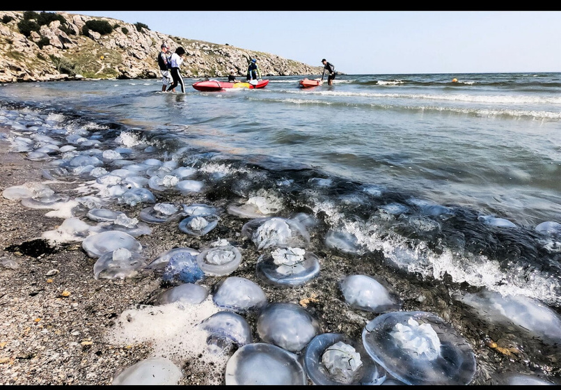 Азовское море и медузы в августе