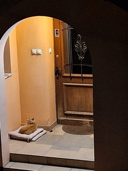 Меня завел кот.